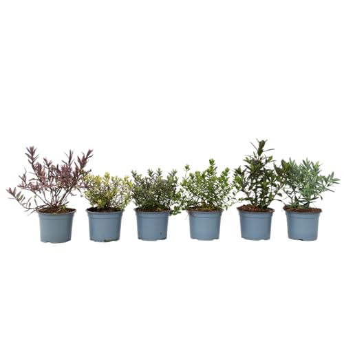 Plant in a Box - Hebe pinguifolia - Strauchveronika - Fetthenne - Sträuchern Winterhart - 6er Set - Topf 10,5cm - Höhe 15-20cm Plant in a Box - Hebe pinguifolia - Strauchveronika - Fetthenne - Sträuchern Winterhart - 6er Set - Topf 10,5cm - Höhe 15-20cm von Plant in a Box