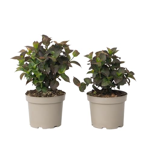 Plant in a Box - Hortensie - 2 Stk - Hydrangea 'Dare Devil' - Höhe 25-40cm - ⌀19cm Plant in a Box - Hortensie - 2 Stk - Hydrangea 'Dare Devil' - Höhe 25-40cm - ⌀19cm von Plant in a Box