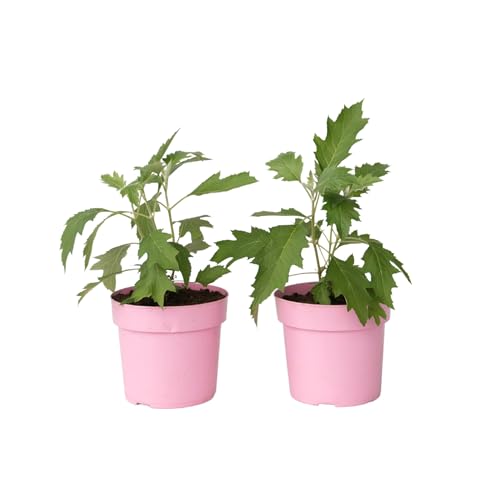 Plant in a Box - Hortensie - 2 Stk - Hydrangea 'Ice Crystal' - Höhe 25-40cm - ⌀19cm Plant in a Box - Hortensie - 2 Stk - Hydrangea 'Ice Crystal' - Höhe 25-40cm - ⌀19cm von Plant in a Box