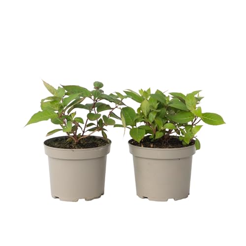 Plant in a Box - Hortensie - 2 Stk - Hydrangea 'Magic Sunset' - Höhe 25-40cm - ⌀19cm Plant in a Box - Hortensie - 2 Stk - Hydrangea 'Magic Sunset' - Höhe 25-40cm - ⌀19cm von Plant in a Box