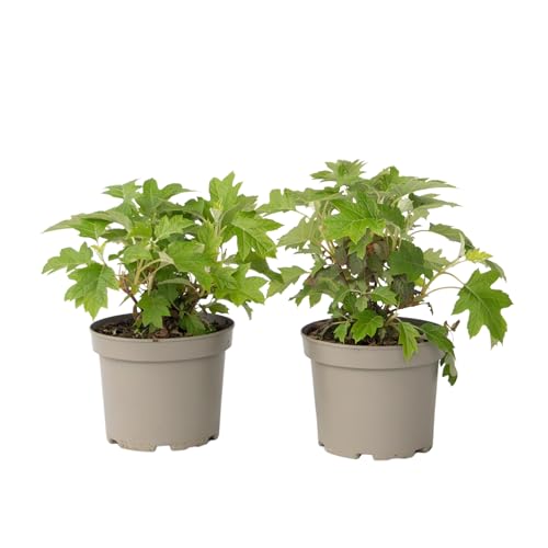 Plant in a Box - Hortensie - 2 Stk - Hydrangea 'Toy Soldier' - Höhe 25-40cm - ⌀19cm Plant in a Box - Hortensie - 2 Stk - Hydrangea 'Toy Soldier' - Höhe 25-40cm - ⌀19cm von Plant in a Box