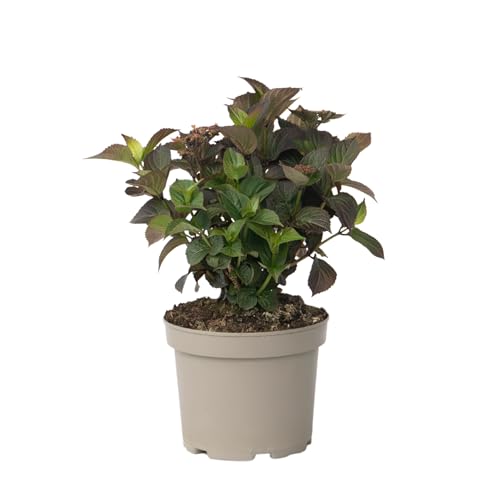 Plant in a Box - Hortensie - Hydrangea paniculata 'Dare Devil' - Höhe 25-40cm - ⌀19cm von Plant in a Box