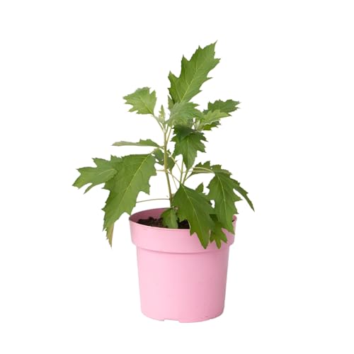 Plant in a Box - Hortensie - Hydrangea paniculata 'Ice Crystal' - Höhe 25-40cm - ⌀19cm Plant in a Box - Hortensie - Hydrangea paniculata 'Ice Crystal' - Höhe 25-40cm - ⌀19cm von Plant in a Box