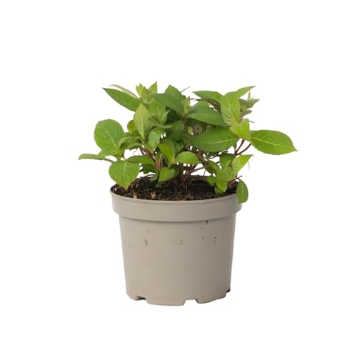Plant in a Box - Hortensie - Hydrangea paniculata 'Magic Sunset' - Höhe 25-40cm - ⌀19cm Plant in a Box - Hortensie - Hydrangea paniculata 'Magic Sunset' - Höhe 25-40cm - ⌀19cm von Plant in a Box
