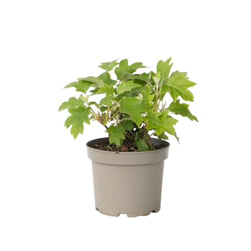 Plant in a Box - Hortensie - Hydrangea paniculata 'Toy Soldier' - Höhe 25-40cm - ⌀19cm Plant in a Box - Hortensie - Hydrangea paniculata 'Toy Soldier' - Höhe 25-40cm - ⌀19cm von Plant in a Box