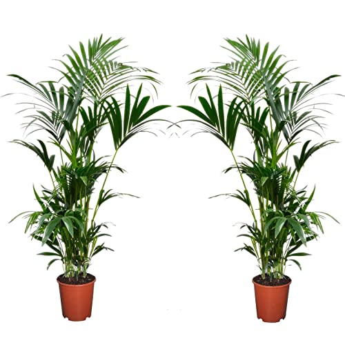Plant in a Box - Howea forsteriana - 2er Set - Kentia Farn-Palme - Zimmerpflanze - Grüne pflanze - Immergrün - Topf 18cm - Höhe 90-100cm von Plant in a Box