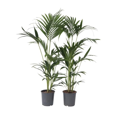 Plant in a Box - Howea forsteriana - 2er Set - Kentia Farn-Palme - Zimmerpflanze - Grüne pflanze - Immergrün - Topf 18cm - Höhe 90-100cm Plant in a Box - Howea forsteriana - 2er Set - Kentia Farn-Palme - Zimmerpflanze - Grüne pflanze - Immergrün - Topf 18cm - Höhe 90-100cm von Plant in a Box