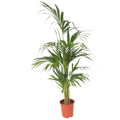 Plant in a Box - Howea forsteriana - Kentia Farn-Palme - Zimmerpflanze - Immergrün - Topf 21cm - Höhe 130-140cm von Plant in a Box