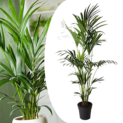Plant in a Box - Howea forsteriana - Kentia Farn-Palme - Zimmerpflanze - Immergrün - Topf 24cm - Höhe 150-170cm von Plant in a Box