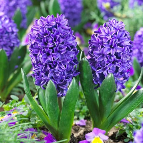 Plant in a Box - Hyacinthus Blue Trophy - 25x Winterharte Blumenzwiebeln Hyazinthen - Frühblühende Zwiebeln für den Garten Plant in a Box - Hyacinthus Blue Trophy - 25x Winterharte Blumenzwiebeln Hyazinthen - Frühblühende Zwiebeln für den Garten von Plant in a Box