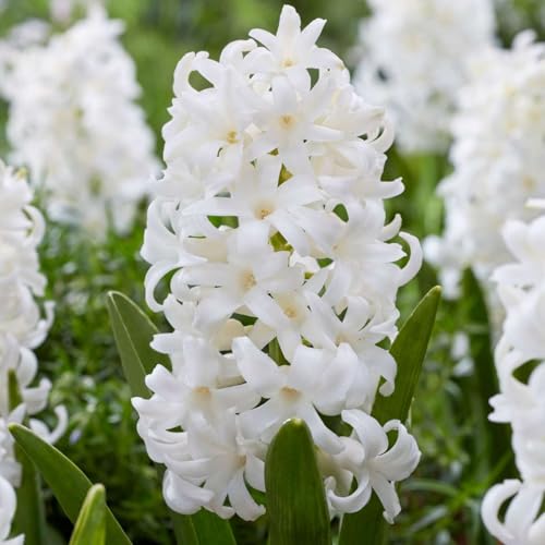 Plant in a Box - Hyacinthus Carnegie x10 - Carnegie Hyazinthe Zwiebeln - Blumenzwiebeln Winterhart für Garten, Terrasse oder Balkon Plant in a Box - Hyacinthus Carnegie x10 - Carnegie Hyazinthe Zwiebeln - Blumenzwiebeln Winterhart für Garten, Terrasse oder Balkon von Plant in a Box
