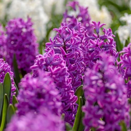 Plant in a Box - Hyazinthenzwiebeln - 10er Set - Hyacinthus 'Purple Voice' - Kräftig Violett - Duftend - Blüte im Frühling - Blumenzwiebeln für Garten & Topf Plant in a Box - Hyazinthenzwiebeln - 10er Set - Hyacinthus 'Purple Voice' - Kräftig Violett - Duftend - Blüte im Frühling - Blumenzwiebeln für Garten & Topf von Plant in a Box