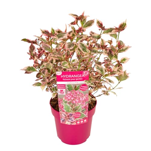 Plant in a Box - Hydrangea serrata 'Euphorbia Pink' - Hortensie – Topfgröße 19 cm – Höhe 40–50 cm von Plant in a Box