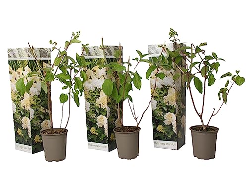 Plant in a Box - Hydrangea paniculata 'Phantom' - Set von 3 - Hortensie - Garten - Topf 9cm - Höhe 25-40cm von Plant in a Box