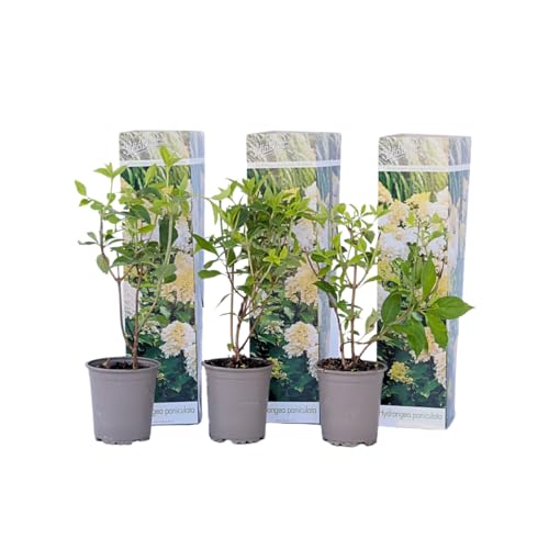 Plant in a Box - Hydrangea paniculata 'Phantom' - Set von 3 - Hortensie - Garten - Topf 9cm - Höhe 25-40cm von Plant in a Box