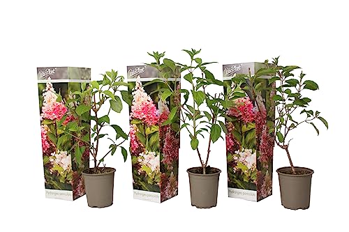 Plant in a Box - Hydrangea Paniculata 'Pink Lady' - Set von 3 - Hortensie - Garten - Topf 9cm - Höhe 25-40cm von Plant in a Box