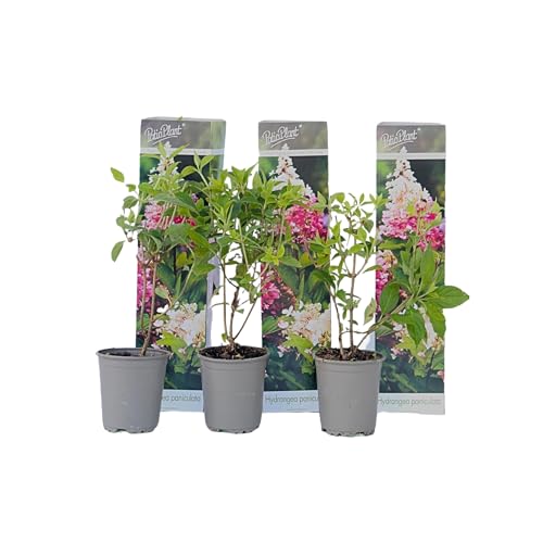 Plant in a Box - Hydrangea Paniculata 'Pink Lady' - Set von 3 - Hortensie - Garten - Topf 9cm - Höhe 25-40cm von Plant in a Box