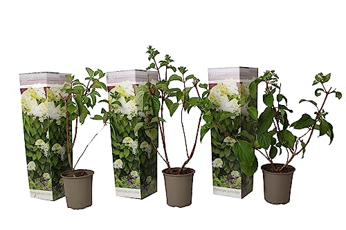 Plant in a Box - Hydrangea paniculata 'Silver Dollar' - Set von 3 - Hortensie - Garten - Topf 9cm - Höhe 25-40cm von Plant in a Box
