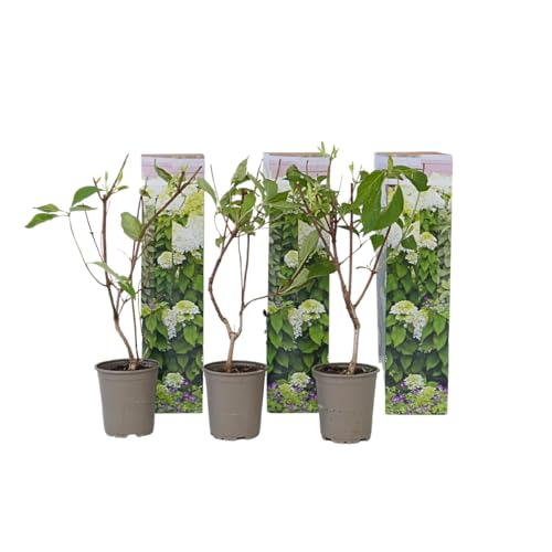 Plant in a Box - Hydrangea paniculata 'Silver Dollar' - Set von 3 - Hortensie - Garten - Topf 9cm - Höhe 25-40cm von Plant in a Box