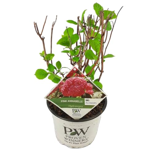 Plant in a Box - Hydrangea arborescens 'Pink Annabelle' - Hortensie - Gartenpflanze - Rosa - Topfgröße 19 cm - Höhe 40-50 cm von Plant in a Box
