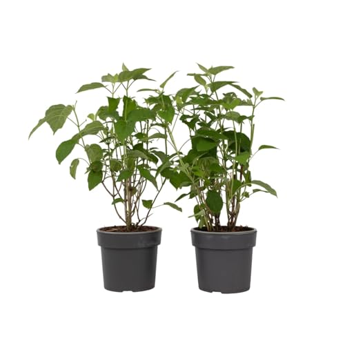 Plant in a Box - Hydrangea arborescens 'Starke Annabelle' - 2er Set - Hortensie - Stark winterharter Laubstrauch - Weiß - Topf 19cm - Höhe 30-40cm Plant in a Box - Hydrangea arborescens 'Starke Annabelle' - 2er Set - Hortensie - Stark winterharter Laubstrauch - Weiß - Topf 19cm - Höhe 30-40cm von Plant in a Box