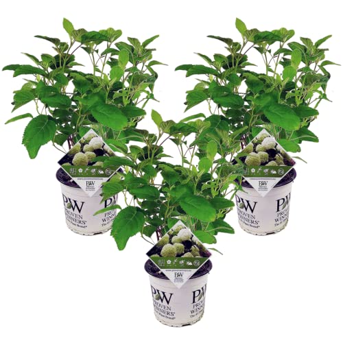 Plant in a Box - Hydrangea Strong Annabelle - 3er Set - Hortensie - Stark winterharter Laubstrauch - Topf 19cm - Höhe 30-40cm von Plant in a Box
