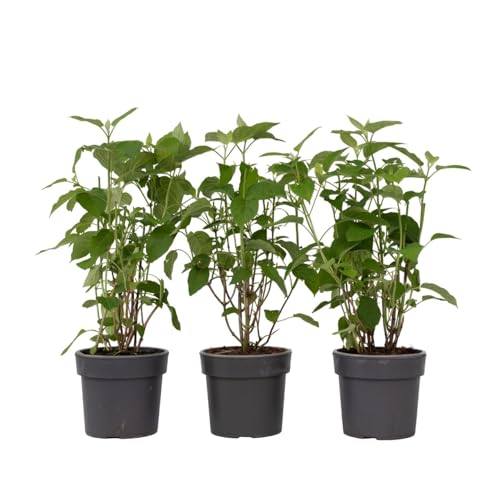 Plant in a Box - Hydrangea arborescens 'Starke Annabelle' - 3er Set - Hortensie - Stark winterharter Laubstrauch - Weiß - Topf 19cm - Höhe 30-40cm von Plant in a Box