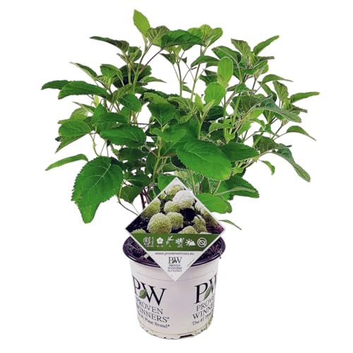 Plant in a Box - Hydrangea arborescens 'Starke Annabelle' - Hortensie - Stark winterharter Laubstrauch - Weiß - Topf 19cm - Höhe 30-40cm von Plant in a Box