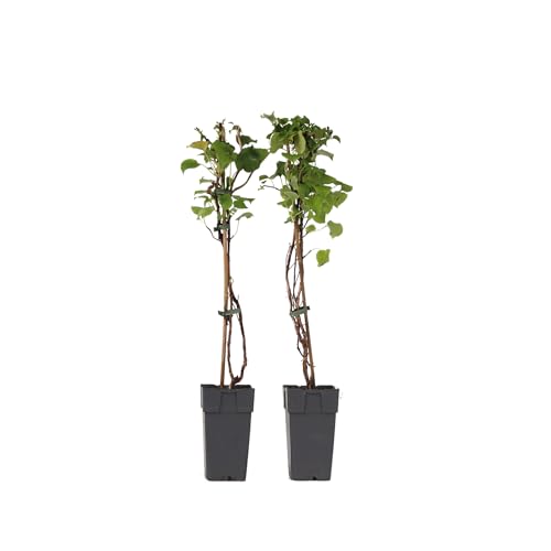 Plant in a Box - Hydrangea anomala Petiolaris – 2er-Set – Kletterhortensie – ⌀15 cm – Höhe 60–70 cm von Plant in a Box