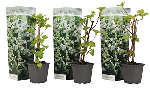 Plant in a Box - Hydrangea anomale petiolaris - 3er Set Kletterhortensie - Hortensie - Topf 9cm - Höhe 25-40cm von Plant in a Box