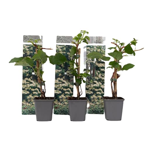 Plant in a Box - Hydrangea anomale petiolaris - 3er Set Kletterhortensie - Hortensie - Topf 9cm - Höhe 25-40cm von Plant in a Box