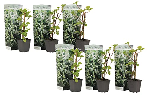 Plant in a Box - Hydrangea anomale petiolaris - 6er Set Kletterhortensie - Winterhart - Hortensie - Topf 9cm - Höhe 25-40cm Plant in a Box - Hydrangea anomale petiolaris - 6er Set Kletterhortensie - Winterhart - Hortensie - Topf 9cm - Höhe 25-40cm von Plant in a Box