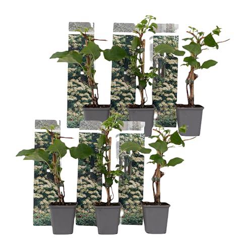 Plant in a Box - Hydrangea anomale petiolaris - 6er Set Kletterhortensie - Winterhart - Hortensie - Topf 9cm - Höhe 25-40cm von Plant in a Box