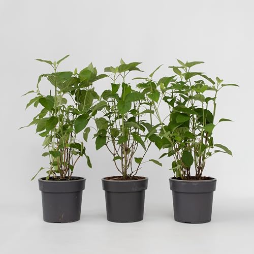 Plant in a Box - Hortensien- Hydrangea 'Strong Annabelle'- Höhe 30-40cm -Topf 19cm - Winterharte Gartenpflanze von Plant in a Box