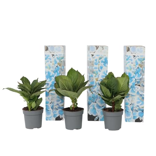 Plant in a Box - Hydrangea bicolor 'Bavaria' Blau - 3er Set- 2-farbige Hortensien - Winterhart - Topf 9cm - Höhe 25-40cm von Plant in a Box