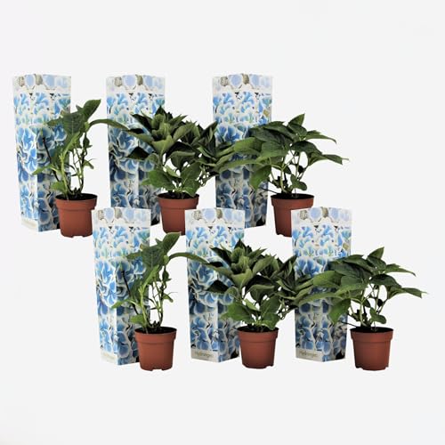 Plant in a Box - Hydrangea bicolor 'Bavaria' Blau - 6er Set- 2-farbige Hortensien - Winterhart - Topf 9cm - Höhe 25-40cm Plant in a Box - Hydrangea bicolor 'Bavaria' Blau - 6er Set- 2-farbige Hortensien - Winterhart - Topf 9cm - Höhe 25-40cm von Plant in a Box