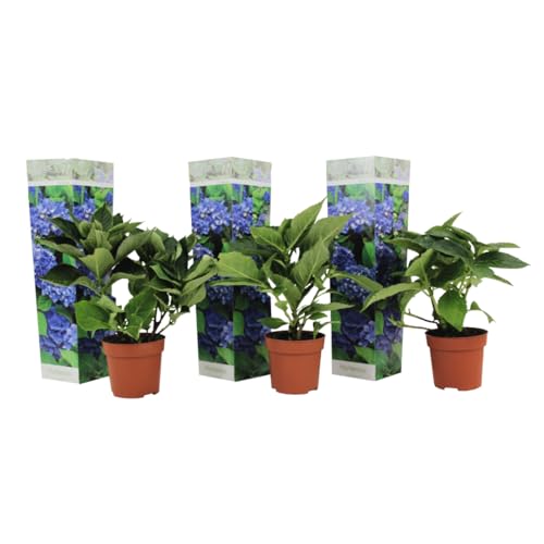 Plant in a Box - Hydrangea macrophylla Blau - 3er Set - Blaue Hortensien - Topf 9cm - Höhe 25-40cm von Plant in a Box