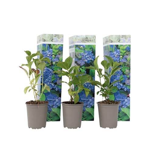 Plant in a Box - Hydrangea macrophylla Blau - 3er Set - Blaue Hortensien - Topf 9cm - Höhe 25-40cm von Plant in a Box