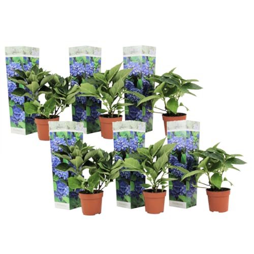 Plant in a Box - Hydrangea macrophylla Blau - 6er Set - Blaue Hortensien - Winterhart - Gartenpflanzen - Topf 9cm - Höhe 25-40cm von Plant in a Box