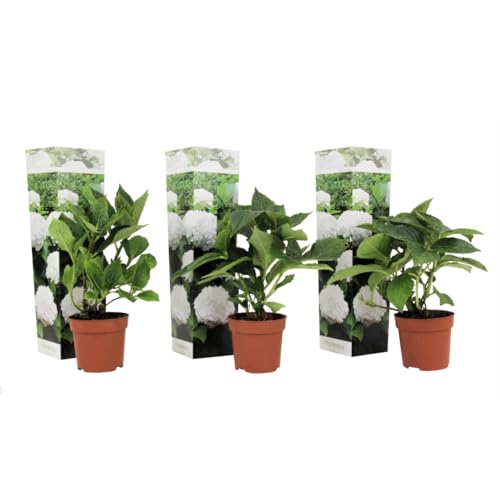 Plant in a Box - Hydrangea macrophylla Weiss - 3er Set - Hortensie - Winterhart - Gartenpflanzen - Topf 9cm - Höhe 25-40cm von Plant in a Box