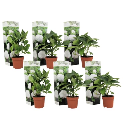 Plant in a Box - Hydrangea macrophylla Weiss - 6er Set - Hortensie - Winterhart - Gartenpflanzen - Topf 9cm - Höhe 25-40cm von Plant in a Box