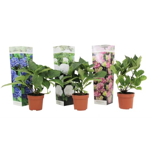 Plant in a Box - Hydrangea macrophylla - 3er Mix - Hortensien - Gartenpflanzen - Winterhart - Topf 9cm - Höhe 25-40cm von Plant in a Box
