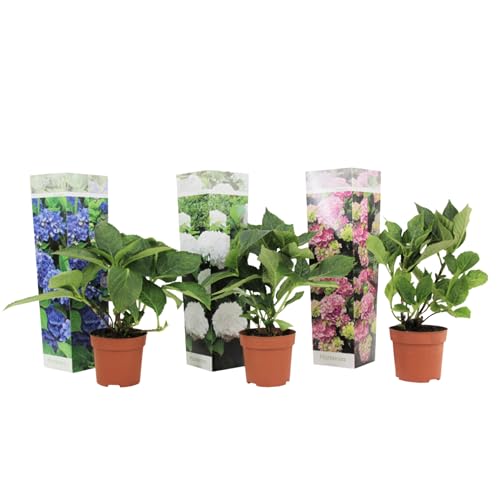 Plant in a Box - Hydrangea macrophylla - 3er Mix - Hortensien - Gartenpflanzen - Winterhart - Topf 9cm - Höhe 25-40cm von Plant in a Box