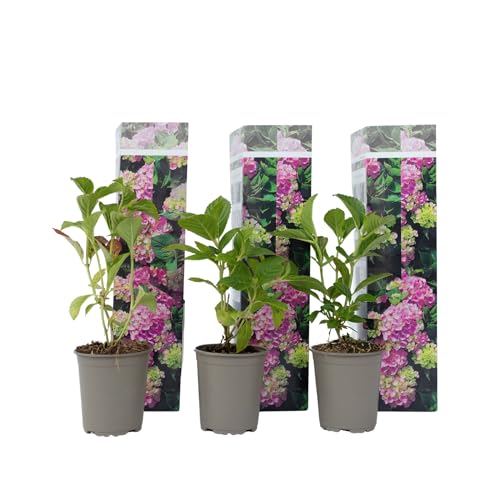 Plant in a Box - Hydrangea macrophylla - 3er Set - Hortensien Rosa - Gartenpflanzen Winterhart - Topf 9cm - Höhe 25-40cm von Plant in a Box