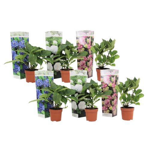 Plant in a Box - Hydrangea macrophylla - 6er Mix - Hortensien - Gartenpflanzen - blau, rosa, weiß - Topf 9cm - Höhe 25-40cm von Plant in a Box