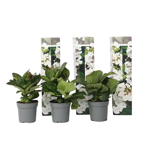 Plant in a Box - Hydrangea macrophylla Teller - 3er Set - Weiss - Hortensie - Winterhart - Topf 9cm - Höhe 25-40cm von Plant in a Box
