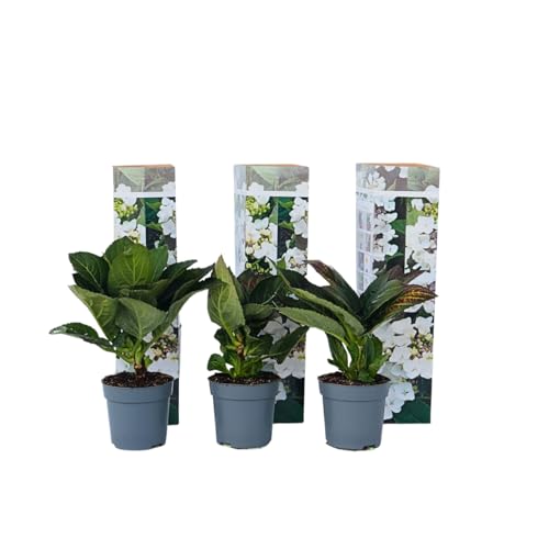 Plant in a Box - Hydrangea macrophylla Teller - 6er Set - Weiss - Hortensie - Winterhart - Topf 9cm - Höhe 25-40cm von Plant in a Box