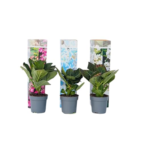 Plant in a Box - Hydrangea macrophylla Teller 'Nizza', 'Red Bull' und 'Benxi' - 3er Set Hortensien Blau, Weiß und Rosa - Winterhart - Topf 9cm - Höhe 25-40cm von Plant in a Box