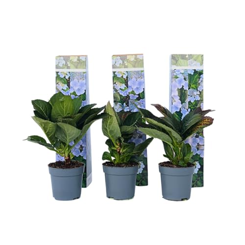 Plant in a Box - Hydrangea macrophylla Teller 'Nizza' - 3er Set Hortensien Blau Winterhart - Topf 9cm - Höhe 25-40cm von Plant in a Box