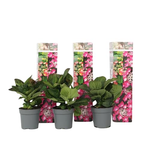 Plant in a Box - Hydrangea macrophylla Teller 'Red Bull' - 3er Set - Hortensie - Rosa Winterhart - Topf 9cm - Höhe 25-40cm von Plant in a Box